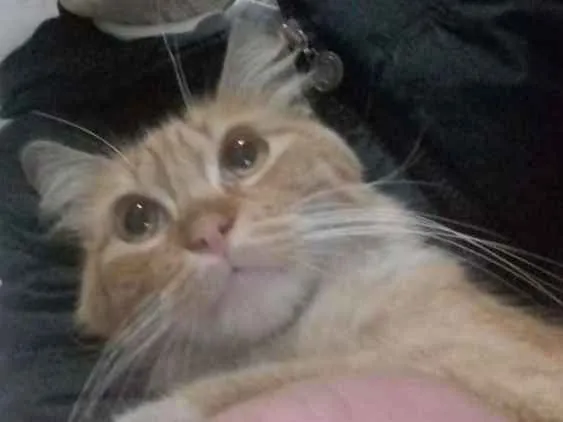 Gato ra a Sem raça  idade 7 a 11 meses nome Adalberto 