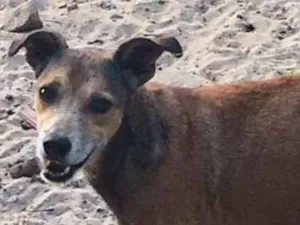 Cachorro raça  idade 5 anos nome Jonny