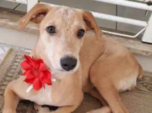 Cachorro raça SRD idade 7 a 11 meses nome Mel