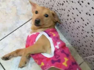 Cachorro raça SRD idade 1 ano nome Cristal