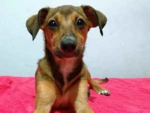 Cachorro raça Srd idade 2 a 6 meses nome Sem nome