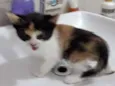 ana e ARETA