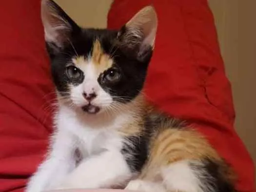 Gato ra a  idade Abaixo de 2 meses nome ana e ARETA