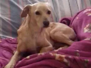 Cachorro raça sem raça definida idade 4 anos nome Laurinha