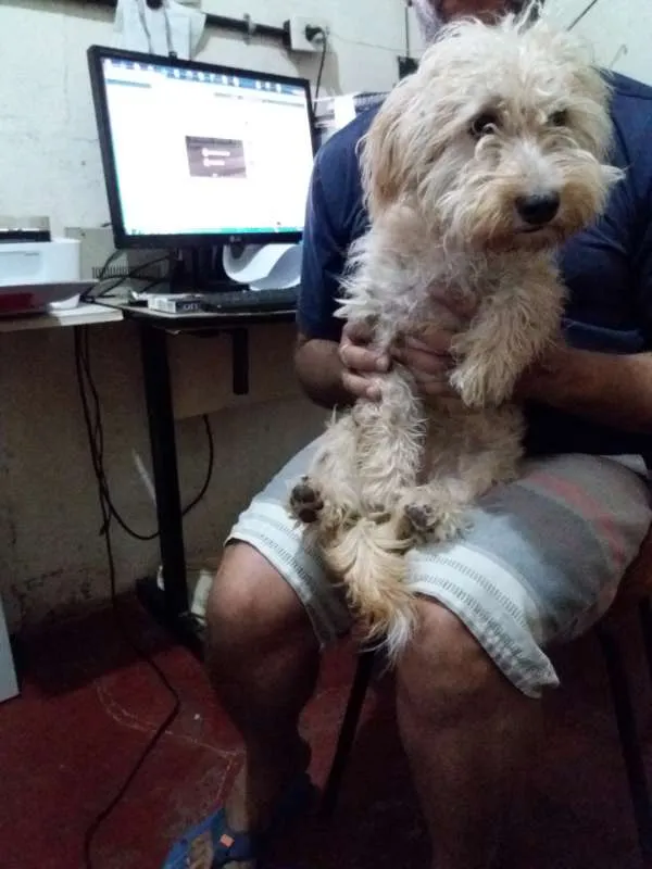 Cachorro ra a Poodle idade 2 a 6 meses nome Mel