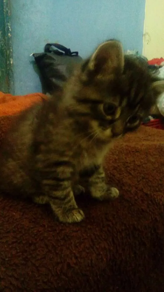 Gato ra a Rajado  cinza idade Abaixo de 2 meses nome Sem nome