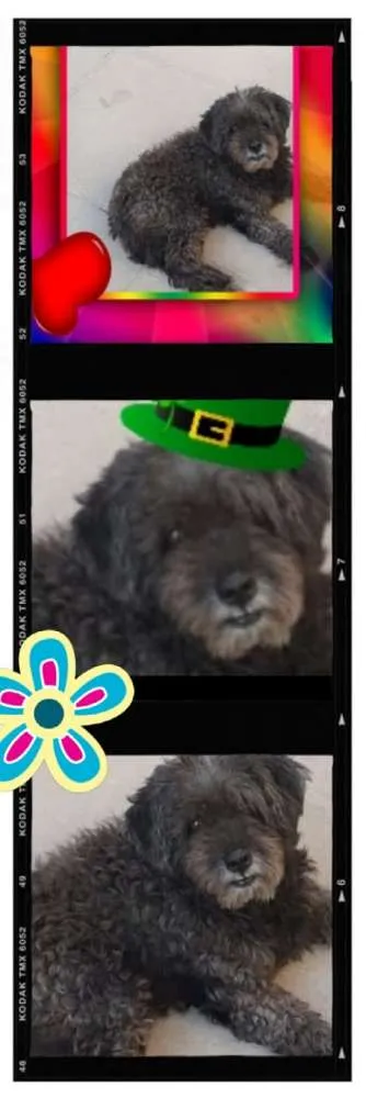 Cachorro ra a SRD idade 3 anos nome Sem nome