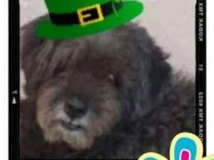 Cachorro raça SRD idade 3 anos nome Sem nome