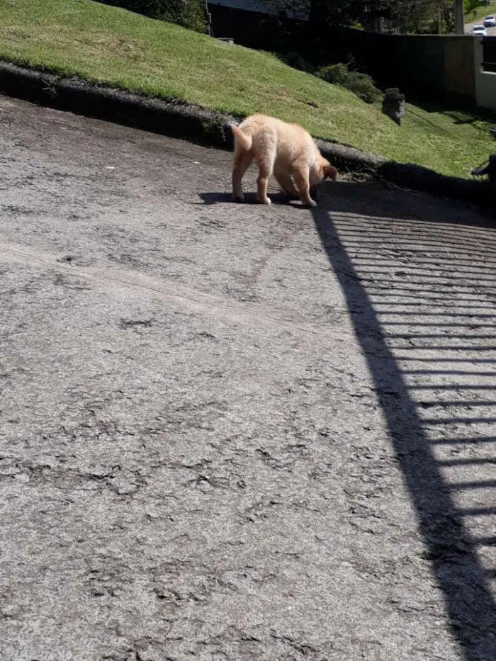Cachorro raça Srd  idade 2 a 6 meses nome Scoby