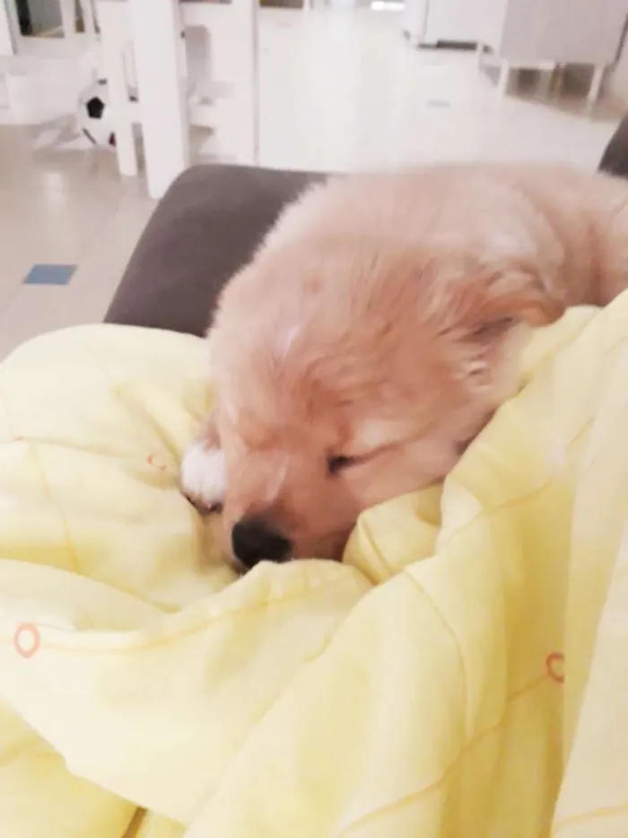 Cachorro raça Srd  idade 2 a 6 meses nome Scoby
