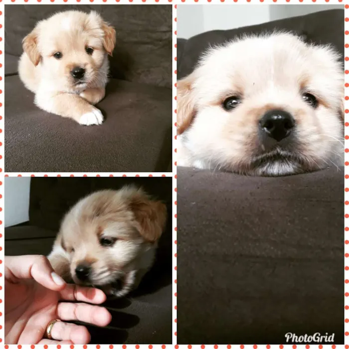 Cachorro raça Srd  idade 2 a 6 meses nome Scoby