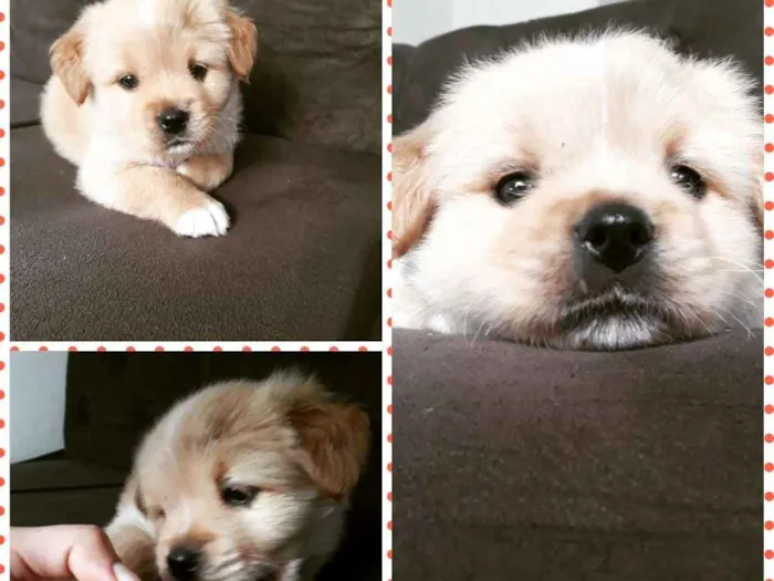Cachorro raça Srd  idade 2 a 6 meses nome Scoby
