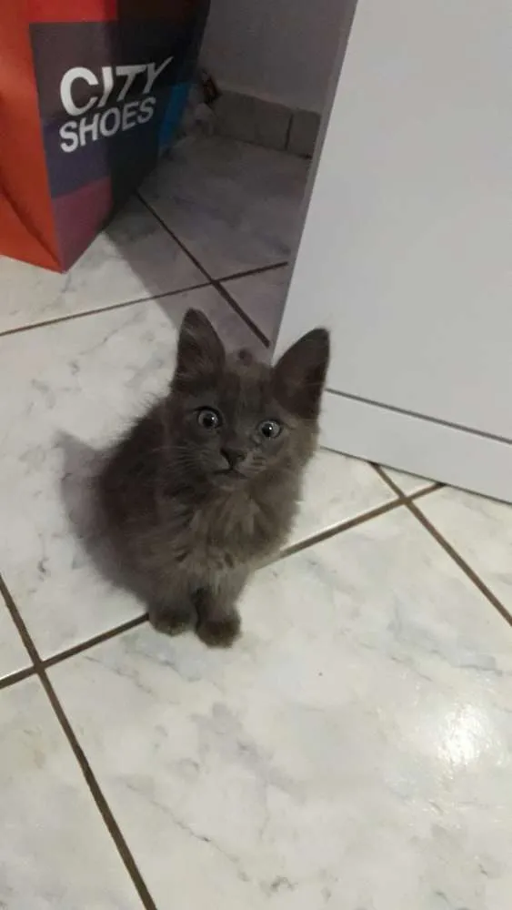 Gato ra a E uma mistura  idade 2 a 6 meses nome Fumaça 