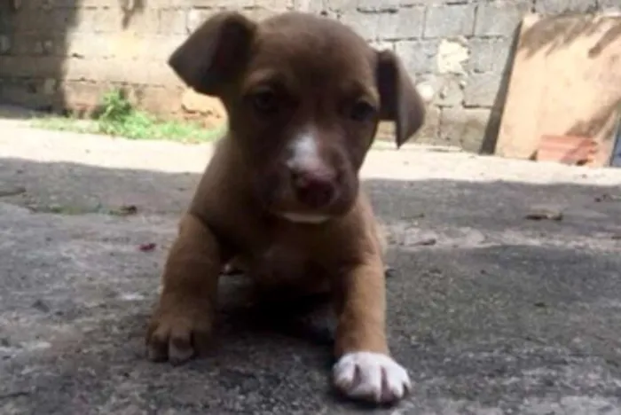 Cachorro ra a SRD idade Abaixo de 2 meses nome Sem nomes ainda