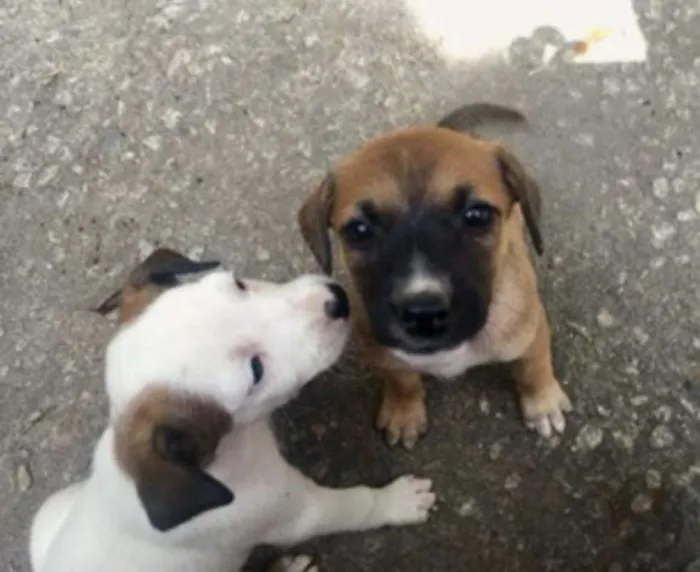 Cachorro ra a SRD idade Abaixo de 2 meses nome Sem nomes ainda