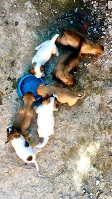 Cachorro ra a SRD idade Abaixo de 2 meses nome Sem nomes ainda