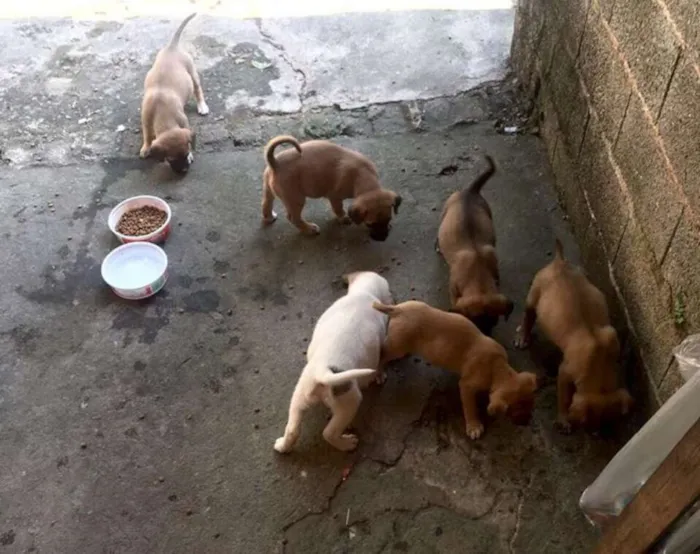 Cachorro ra a SRD idade Abaixo de 2 meses nome Sem nomes ainda
