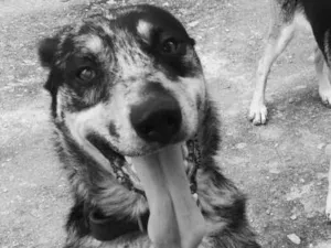 Cachorro raça australiano com labrador idade 3 anos nome BIDU