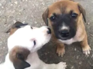Cachorro raça SRD idade Abaixo de 2 meses nome Sem nomes ainda