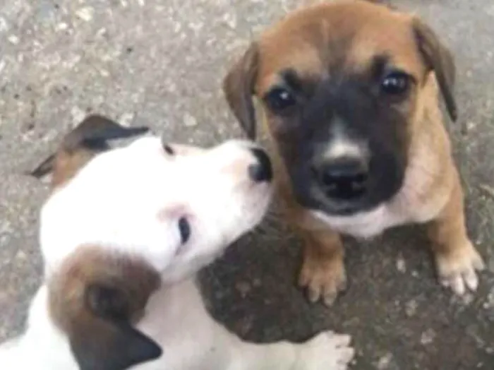 Cachorro ra a SRD idade Abaixo de 2 meses nome Sem nomes ainda