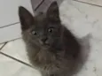 Fumaça 