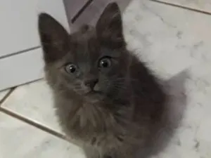 Gato raça E uma mistura  idade 2 a 6 meses nome Fumaça 