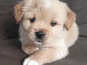 Cachorro raça Srd  idade 2 a 6 meses nome Scoby