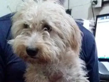 Cachorro ra a Poodle idade 2 a 6 meses nome Mel