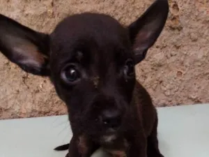 Cachorro raça Fila com Pitbull.  idade 2 a 6 meses nome Huck 