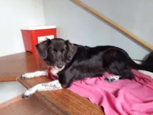 Cachorro raça Border Collie idade 3 anos nome Cookie