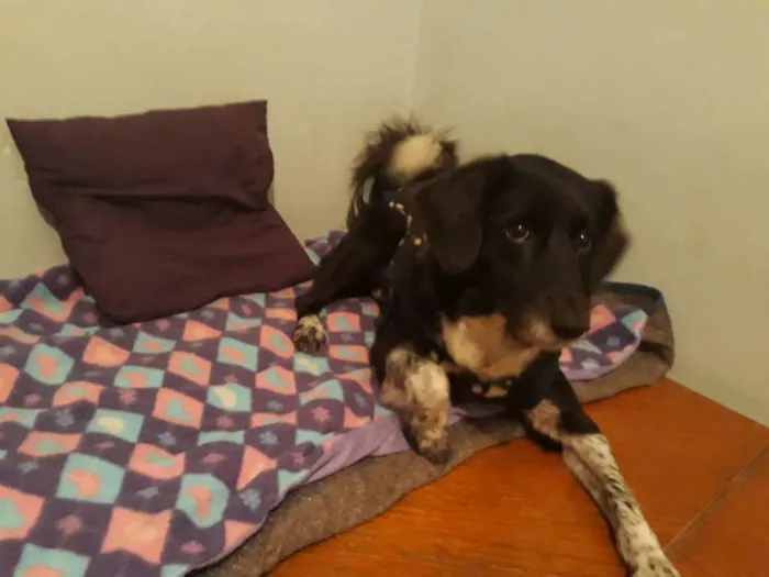 Cachorro ra a Border Collie idade 3 anos nome Cookie