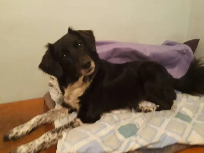 Cachorro ra a Border Collie idade 3 anos nome Cookie