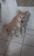 Simba