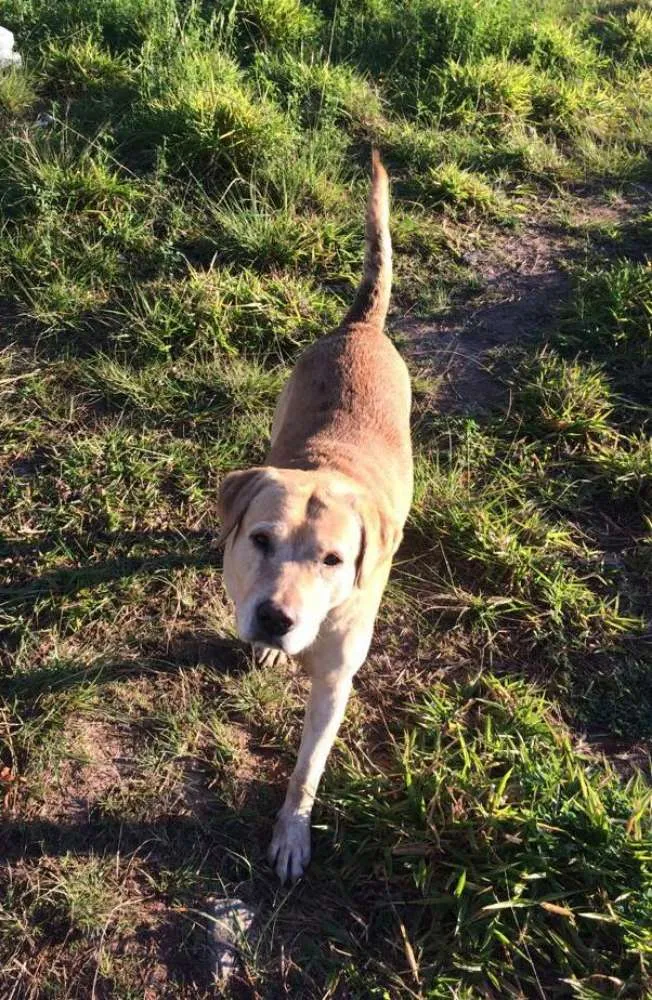 Cachorro ra a SRD idade 2 anos nome Sem nome