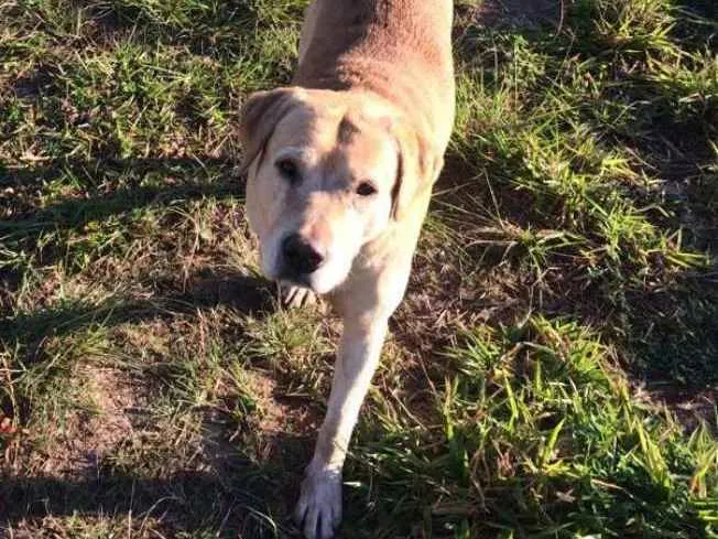 Cachorro ra a SRD idade 2 anos nome Sem nome