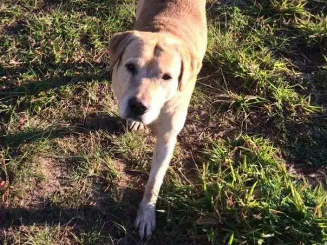 Cachorro ra a SRD idade 2 anos nome Sem nome