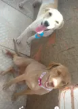 Bernardo e Laila 
