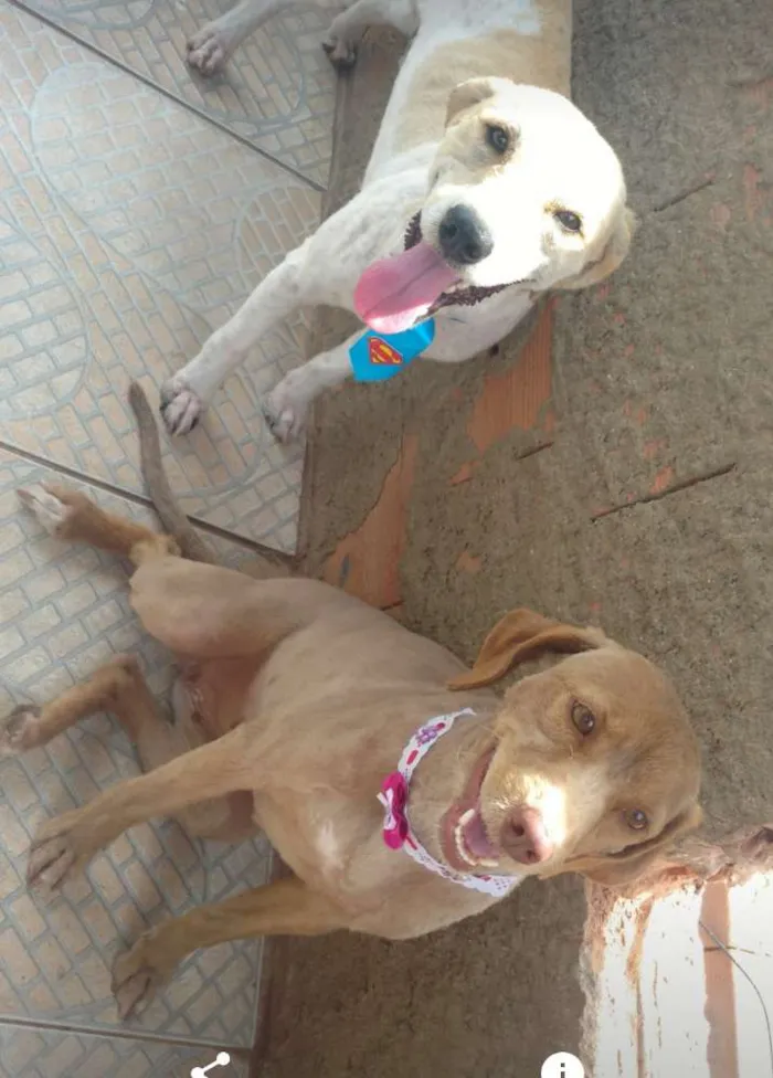 Cachorro ra a Viralata macho podoo labrfêmea idade 2 anos nome Bernardo e Laila 
