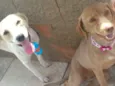 Bernardo e Laila 