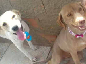 Cachorro raça Viralata macho podoo labrfêmea idade 2 anos nome Bernardo e Laila 
