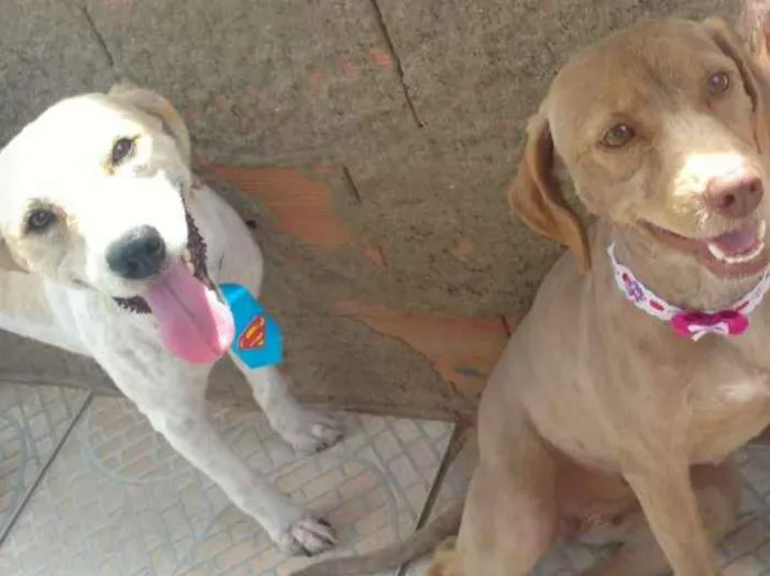 Cachorro ra a Viralata macho podoo labrfêmea idade 2 anos nome Bernardo e Laila 