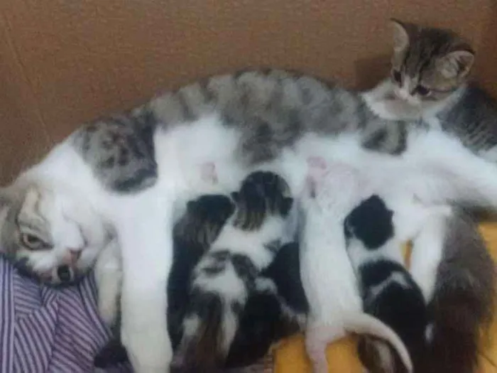 Gato ra a Vira lata idade Abaixo de 2 meses nome Não tem ainda