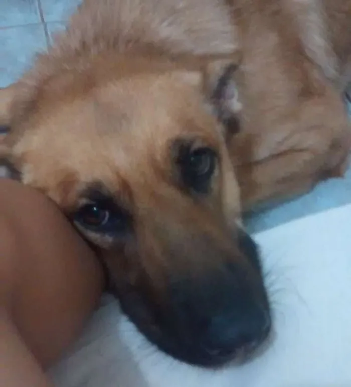 Cachorro raça Pastor Alemão idade 3 anos nome Azula