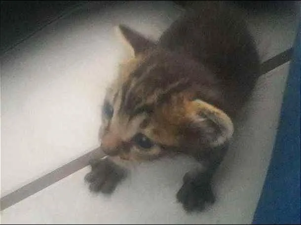 Gato raça Felino idade Abaixo de 2 meses nome sem nome