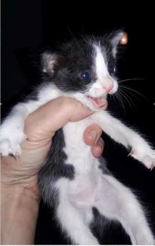 Gato raça Felino idade Abaixo de 2 meses nome sem nome