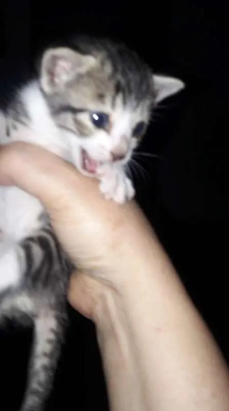 Gato raça Felino idade Abaixo de 2 meses nome sem nome