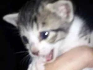 Gato raça Felino idade Abaixo de 2 meses nome sem nome