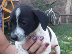 Cachorro raça  idade Abaixo de 2 meses nome Varios