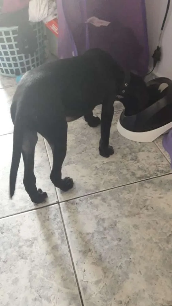 Cachorro ra a SRD idade 2 a 6 meses nome Ravena