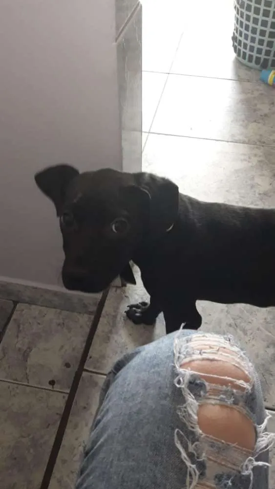 Cachorro ra a SRD idade 2 a 6 meses nome Ravena